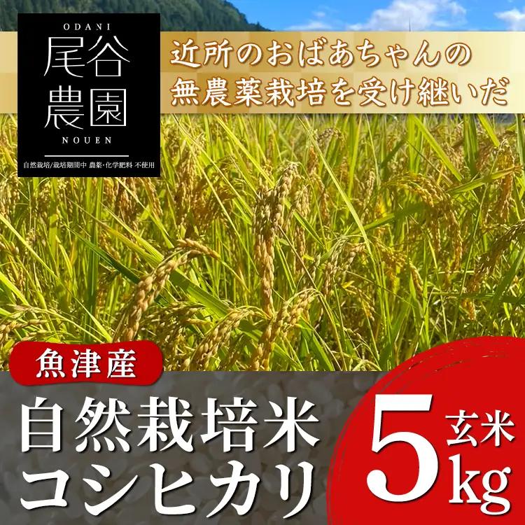 【早期予約】【6ヶ月定期便】【令和8年度産米】尾谷農園 自然栽培米コシヒカリ 玄米5kg ※2026年10月～発送