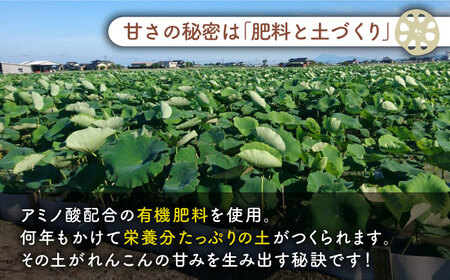 【真空パック】やみつきになる甘さ！ 松尾青果のこだわり白石れんこん 約1kg （2〜5個入り）【松尾青果】 [IBD007]