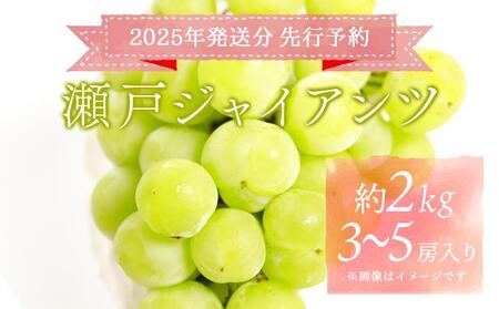＜2025年発送分 先行予約＞梅村ファーム 朝摘み直送 瀬戸ジャイアンツ（3房〜5房入り 約2kg）【030-a013】