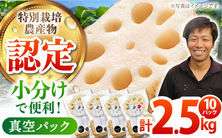【先行予約】地元江北町産 佐賀れんこんパック 10パック（250g×10パック） [HAE016]蓮根 れんこん