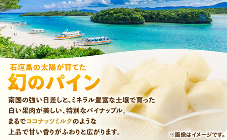 ≪6月上旬順次発送≫ 石垣島産パイナップル　ホワイトココ　3玉（約3kg）TP-13