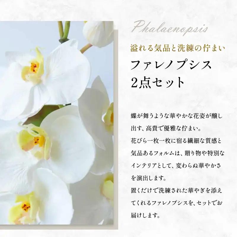 エミリオロバ　ファレノプシス2点セット
