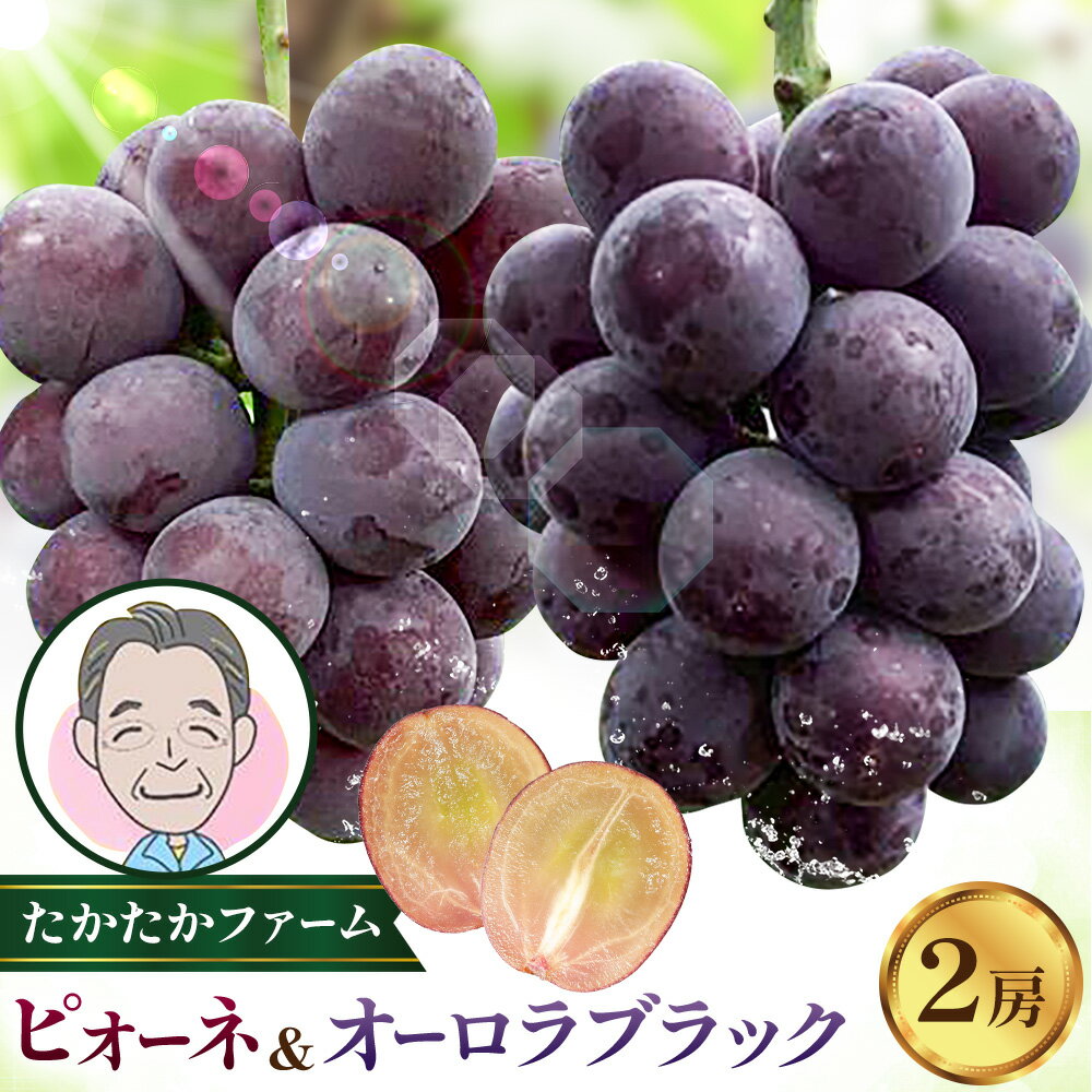 【ふるさと納税】ぶどう ピオーネ オーロラブラック 計2房 1kg 以上 《8月下旬-9月中旬頃出荷》 たかたかファーム ブドウ 葡萄 黒系 果物 フルーツ ギフト 岡山県 笠岡市
