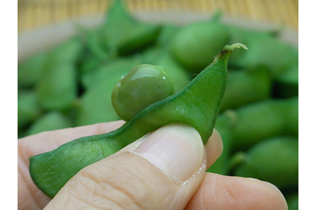 《先行予約 2024年度発送》 鶴岡白山産 だだちゃ豆(早生) 1kg FSY-0142