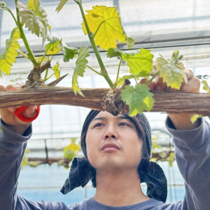 ぶどう 話題の品種 富士の輝＆こだわりのシャインマスカット 贈答ランク 合計約1.2kg ブドウ 葡萄 岡山県産 国産 フルーツ 果物 ギフト 【 Nini farm 農家 直送 】