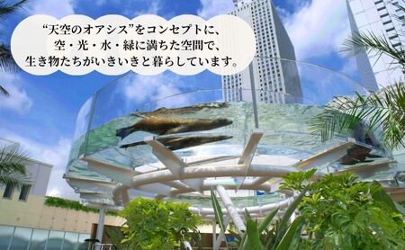 チケット サンシャイン水族館 サンシャイン60展望台 てんぼうパーク セット券 ペアチケット 池袋 大人 子ども ペア 水族館 前売り券 入場券 展望台 前売りチケット サンシャイン 子供 東京 豊島