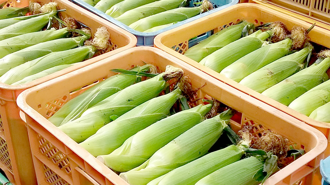 【 8月 上旬発送開始】 甘～いトウモロコシ 恵味 5kg 約10～12本 とうもろこし 産地直送 期間限定 先行予約 人気 朝採り お取り寄せ 関東 群馬 [AL005tu]