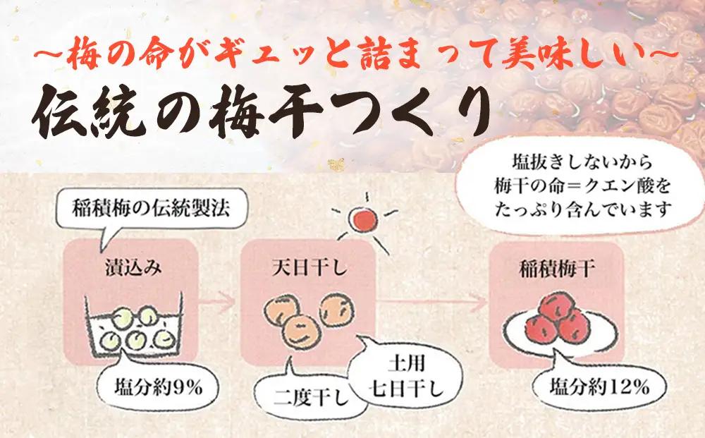 越中伝統梅干し 氷見稲積梅 1kg （塩分約12%）｜富山県固有種 稲積梅 添加物不使用 手作り  