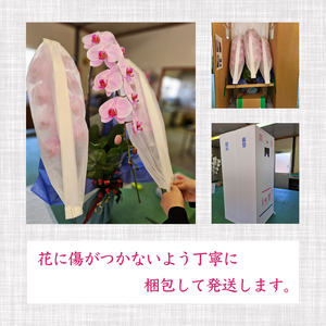 【 胡蝶蘭 】 胡蝶蘭3本 紅白