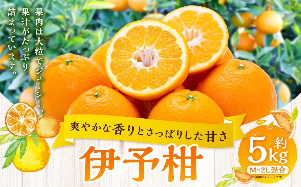 
                  【 爽やかな香りとさっぱり甘さ 】 伊予柑 約5kg みかん ミカン 柑橘 柑橘系 柑橘類 くだもの 果物 フルーツ 果実 果汁 果肉 国産 愛媛県産 【 2027年1月上旬～2月下旬発送予定 】 ( 1082 )
                