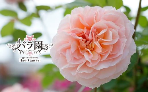 花巻温泉バラ園 オリジナル品種「ミラクルローズ90」　新苗　<2026年6月より随時発送> 【1999】