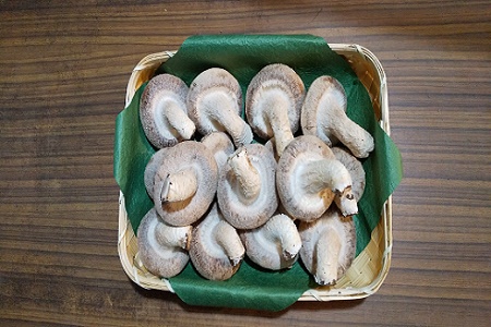 1770.摩周産菌床生椎茸　『摩周大王』