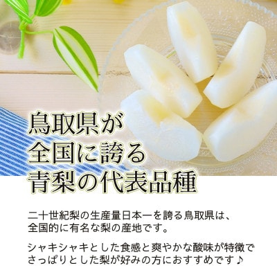 2024年9月上旬から下旬発送予定/二十世紀梨【青梨】5kgセット　ふるさと鳥取の自慢の梨です!