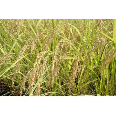 ふるさと納税 浜田市 【毎月定期便】浜田市弥栄町産の美味しいお米「秘境奥島根弥栄」つや姫栽培期間中農薬5割減　5kg全6回 |  | 02