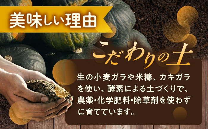 北海道 かぼちゃ ダークホース 2個 《足寄町》【足寄アグリバイオ株式会社】 かぼちゃ カボチャ ダークホース ハロウィン グラタン スープ 旬 新鮮 北海道産 道産 寒冷地 あしょろ [BEAC00