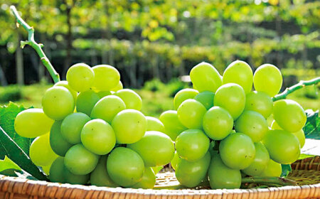 【先行予約・26年8月以降発送】日田市産シャインマスカット2�s(3〜5房) ぶどう[ARFD007]