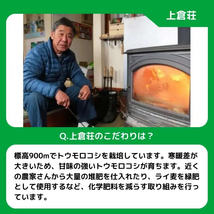 信州産 朝採り【 黄色 】 とうもろこし 8本 ～ 12本 ( 品種 おおもの ) 上倉荘 配送先は本州限定 2026年8月上旬頃から2026年9月中旬頃まで順次発送予定 信州 トウモロコシ コーン 