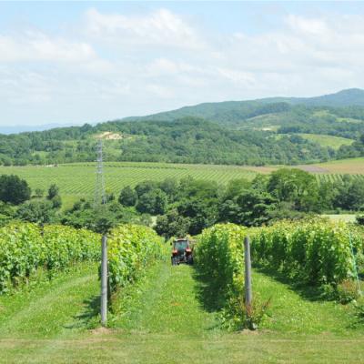 ふるさと納税 三笠市 三國シェフ推奨!山崎ワイン(赤・白2本セット)各750ml【01008】 |  | 02