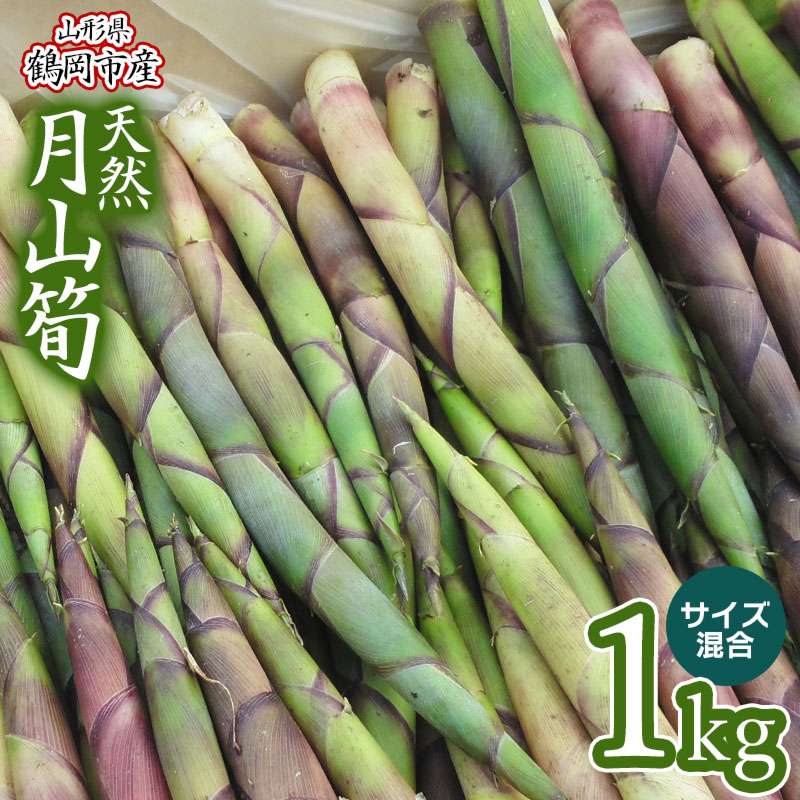 【ふるさと納税】【令和7年産先行予約】天然月山筍（がっさんだけ）1kg サイズ混合 わかば屋 孟宗竹 たけのこ | 山形県 鶴岡市 楽天ふるさと 納税 支援 東北 返礼品 山菜 タケノコ 筍 野菜 やさい お取り寄せ ご当地 特産品 食品 食べ物 取り寄せ 山の幸　2025年
