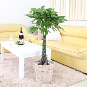【観葉植物】パキラ 7号 ホワイトバスケット鉢カバー 高さ：約80cm～1m内外(鉢底より) ｜観葉植物 インテリア 部屋 おしゃれ 福岡県筑前町 送料無料