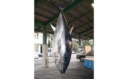 久良のクロマグロ 丸ごと1尾 約60kg前後 内臓抜き 養殖 クロマグロ 本マグロ 本まぐろ 本鮪 まぐろ マグロ 鮪 まるごと 1尾 赤身 トロ 魚 海鮮 刺身 寿司 食品 お祝い 冷蔵 お取り寄せ