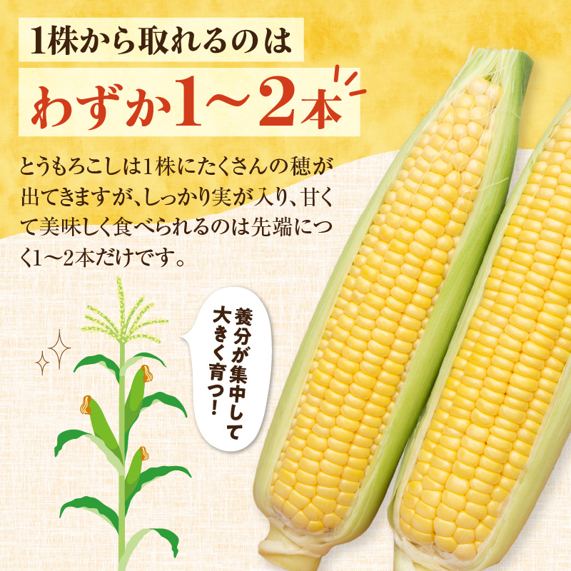 【2026年8月～発送開始！】北海道十勝清水町産 黄金の甘さ ゴールドラッシュ！サイズ混合 10～12本 【北海道産 2026年 とうもろこし とうきび 産直 産地直送 サイズ混合 野菜 家庭用 清水