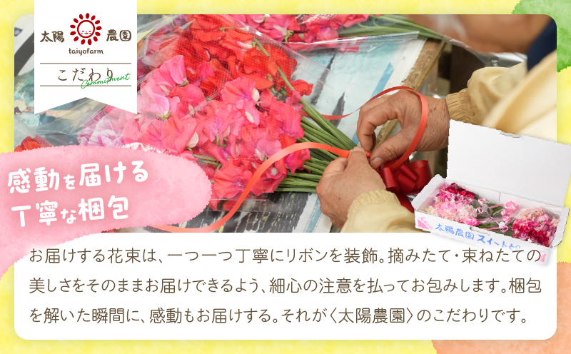 スイートピー 花束 100本 ピンク系 フラワー 期間限定 数量限定 生産者直送 新鮮 花 植物 観賞用 国産 インテリア用品 贈り物 ギフト プレゼント お祝い 誕生日 記念日 人気 おすすめ 癒し 選べる 宮崎県 日南市 送料無料_FA15-26