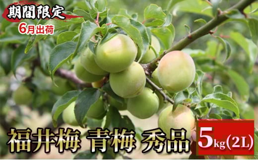 【期間限定・6月出荷】福井梅 青梅 秀品 5kg 2L 梅酒用 梅シロップ用 梅干し用 　紅映（ベニサシ）
