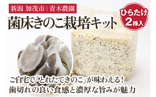 【2025年先行予約】菌床きのこ栽培キット ひらたけ 2株入り《10月上旬から順次発送》栽培キット 自家栽培 きのこ ひらたけ 栽培 初心者でも簡単 自宅 菌床 加茂市 青木農園