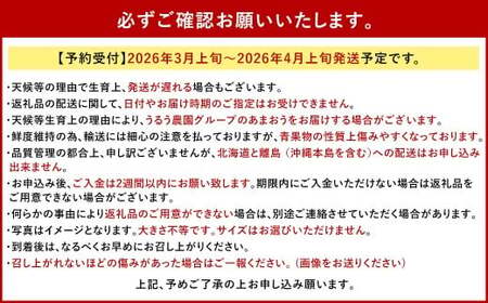 うるう農園のあまおう 4パック ＋ 1パック 合計5パック（約1425g） 訳あり あまおう （小粒・いびつ・大型） 【2026年3月上旬～4月上旬発送予定】 苺 いちご イチゴ 果物 フルーツ デザ