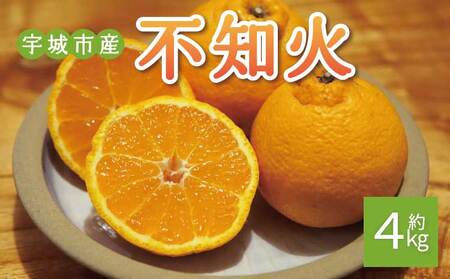先行予約 不知火 約4kg 15個前後 2027年2月上旬から3月下旬発送予定 ひでみかん
