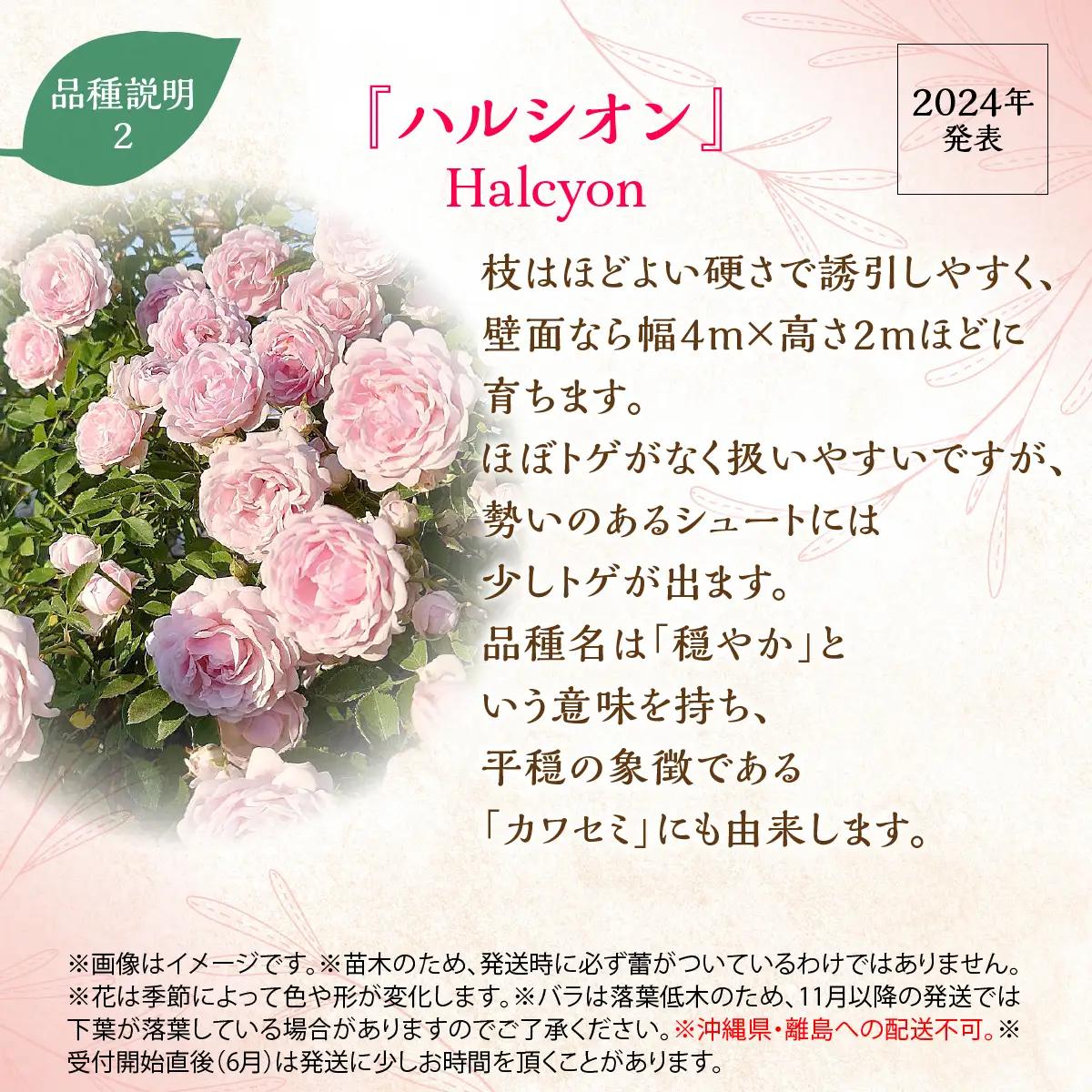 【Apple Roses】バラ苗『ハルシオン』新苗育成苗6号ポット植え HNNH042