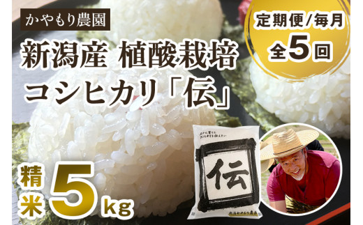 【令和7年産】【定期便5ヶ月毎月お届け】新潟産コシヒカリ「伝」白米真空パック 精米5kg 《9月下旬～順次出荷》 南麻布の高級料亭で提供される極上米 かやもり農園 定期便