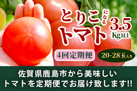【先行予約】 たにぐちファーム とりこになるトマト 【3.5kg以上×4回定期便】【2024年12月から出荷】Ricotomato とりこになる トマト [定期便 野菜定期便 定期 野菜 トマト 新鮮
