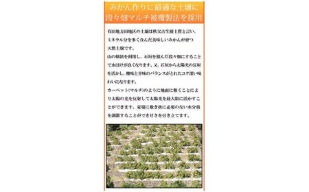 【先行予約】高級ブランド田村みかん １０kg◇｜ 蜜柑 柑橘 果物 フルーツ 糖度 甘い 濃厚 コク ジューシー 先行予約 みかん 国産 産地直送 人気 美浜町
