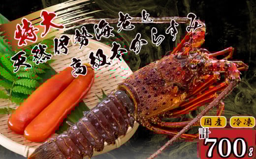 特大伊勢海老 1匹 本からすみ 100g 【 特大サイズ 急速冷凍 えび エビ からすみ カラスミ 珍味 鮮魚 海鮮 魚介 魚卵 刺身 焼き物 汁物 セット ギフト 贈答 贈り物 祝い 歳暮 中元 】 IKY062 【高知県】