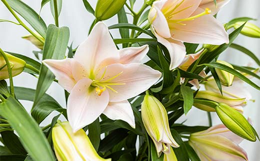 ユリ専門＜深花園＞観賞用ゆり オリエンタルリリー ピンク 3～4輪8本  植物 フラワー 花 F23R-502