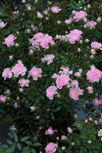 【2026年2月以降発送】バラ苗鉢植え「夢乙女」 バラ 苗 1鉢 弱い返り咲き 鉢植え 花 夢乙女 6寸鉢 2年生苗 ガーデニング 初心者 母の日 父の日