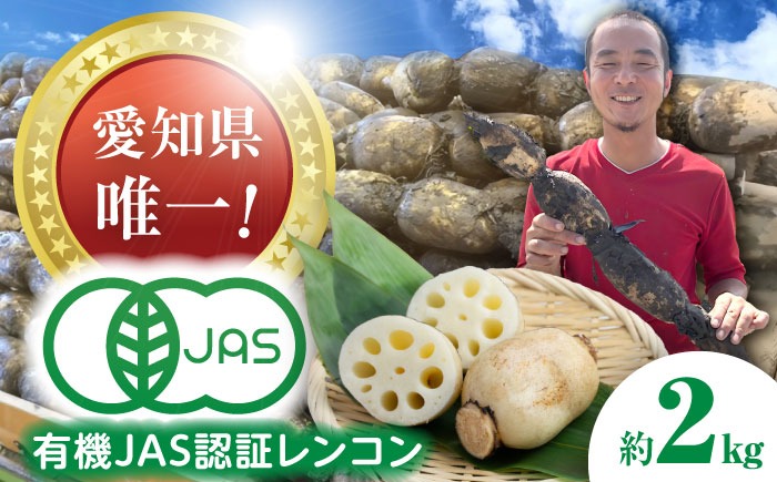 有機JAS認証 土付きレンコン 2kg れんこん 有機栽培 産地直送 野菜 愛西市 / 株式会社山三レンコン [AEBK003]