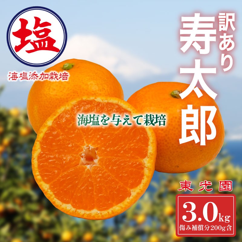 
                  海塩を与えて栽培した 寿太郎みかん 予約受付 1月中旬 順次発送 訳あり 寿太郎 みかん 計 3kg 傷み補償分 200g 含む 西浦 みかん 蜜柑 柑橘 オレンジ 果物 フルーツ 沼津市 静岡県
                