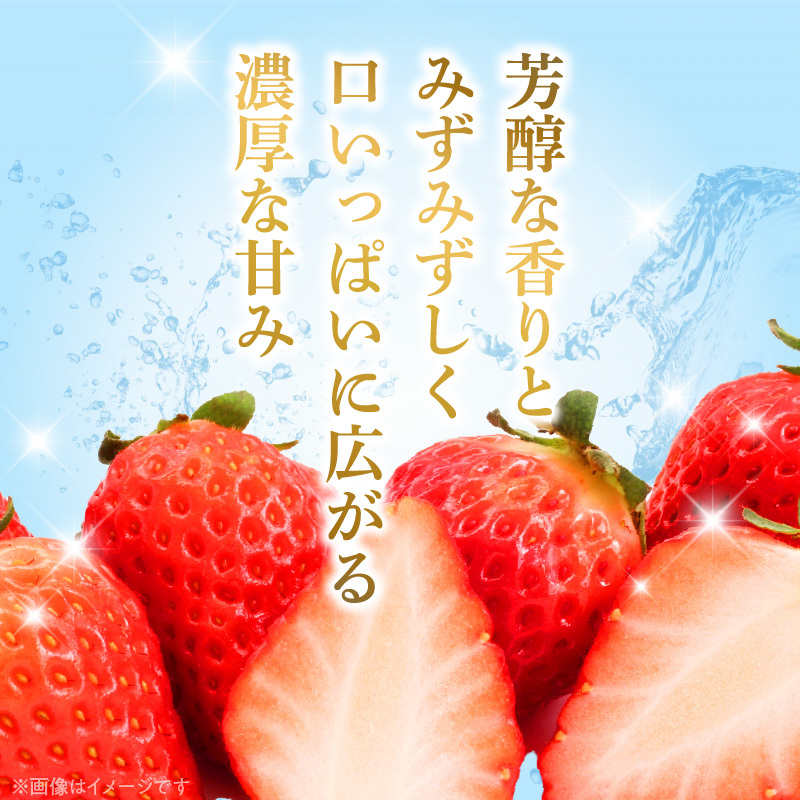 朝摘み 完熟 まりひめ いちご 約300g×4パック (合計約1,200g)_AB7335