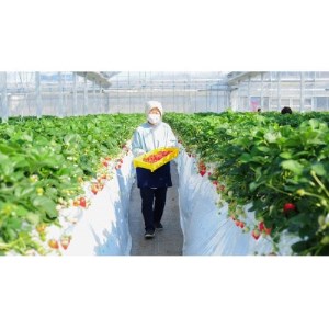 いちご王国栃木の新品種　大粒『とちあいか』(300g×2パック)【配送不可地域：離島・沖縄県】【1283771】