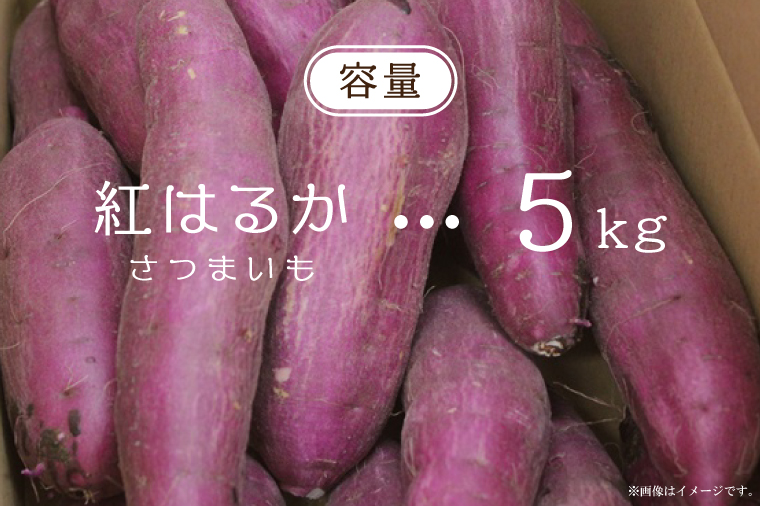 【2026年9月より順次発送】農産物直売所「やさいの声」紅はるか 新芋 洗い 約5kg|さつまいも サツマイモ 紅はるか 洗い 行方市 ふるさと納税(EK-9)