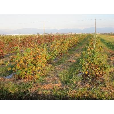 ふるさと納税 彦根市 綿畑からそのまんま　おやすみマスク(大)2枚　Y-15 |  | 01