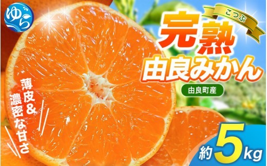 【 小玉 】薄皮で濃い甘さ！完熟由良みかん【こつぶ】5kg×1箱（2Sサイズ）和歌山県由良産【ktym004-s-5】