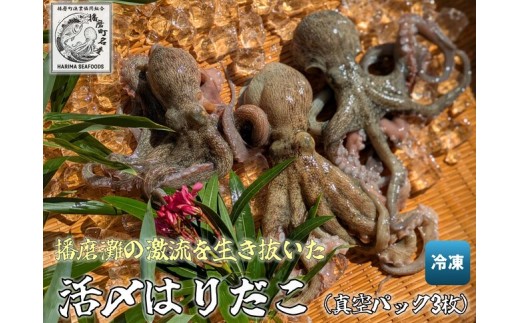 
                  [№5359-0050]播磨町産活け〆はりだこ 3匹 タコ 海鮮 魚介類 瀬戸内 兵庫県 播磨町
                
