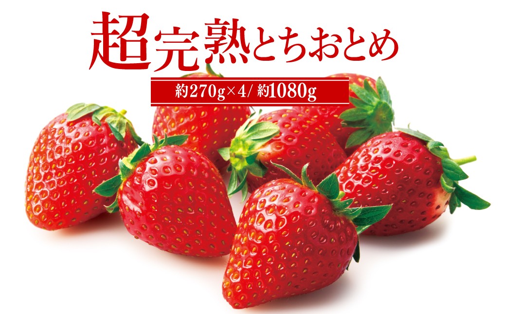 
            【先行受付：選べる発送月】いちご「茂木完熟いちご」　篠崎さんが育てた 朝どれ とちおとめ レギュラーサイズ 約270g × 4パック 合計 約1080g | いちご イチゴ 苺 とちおとめ 完熟 果物 フルーツ 甘い あまい くだもの 旬 産地直送 栃木県産 篠崎いちご園 栃木県 茂木町
          