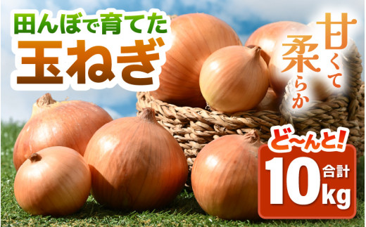 【先行予約】玉ねぎ 10kg（サイズ S M L ミックス）田んぼで育てた甘くて柔らか自慢の玉ねぎ！／ 野菜 万能 料理 常備 玉葱 BBQ たまねぎ 玉ネギ サラダ スープ ※2027年7月上旬以降順次発送予定 [aw056-a022]