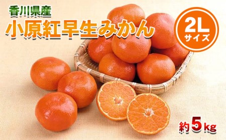 みかん 小原紅早生みかん 2Lサイズ 香川県産 みかん【5kg】
