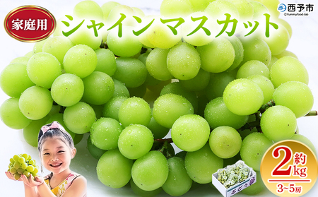 【先行予約】＜シャインマスカット 家庭用 約2kg＞ 果物 くだもの フルーツ ぶどう 葡萄 ブドウ シャインマスカット しゃいんますかっと 3～5房 2キロ ご家庭用 種なし 甘い 皮ごと 特産品 宇都宮物産 愛媛県 西予市【冷蔵】『2026年9月中旬～10月上旬迄に順次出荷予定』UUB0079